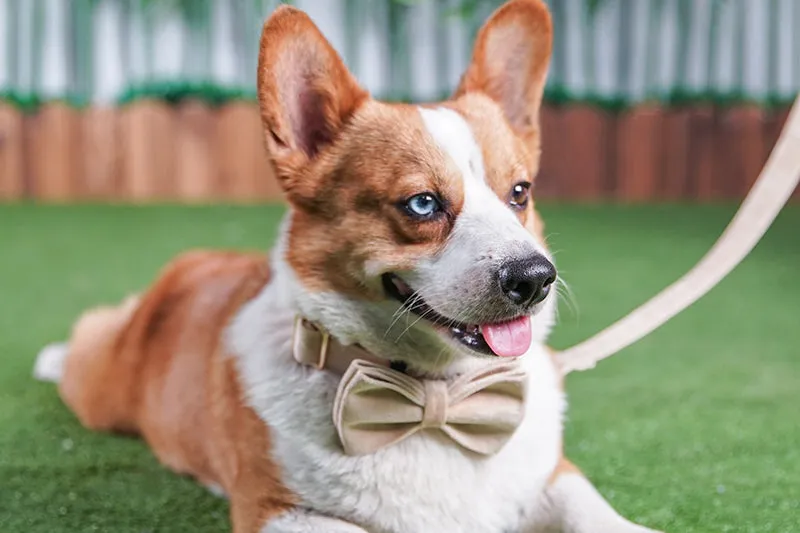 Khaki Velvet Shades: Personalized Bow Collar and Leash Set