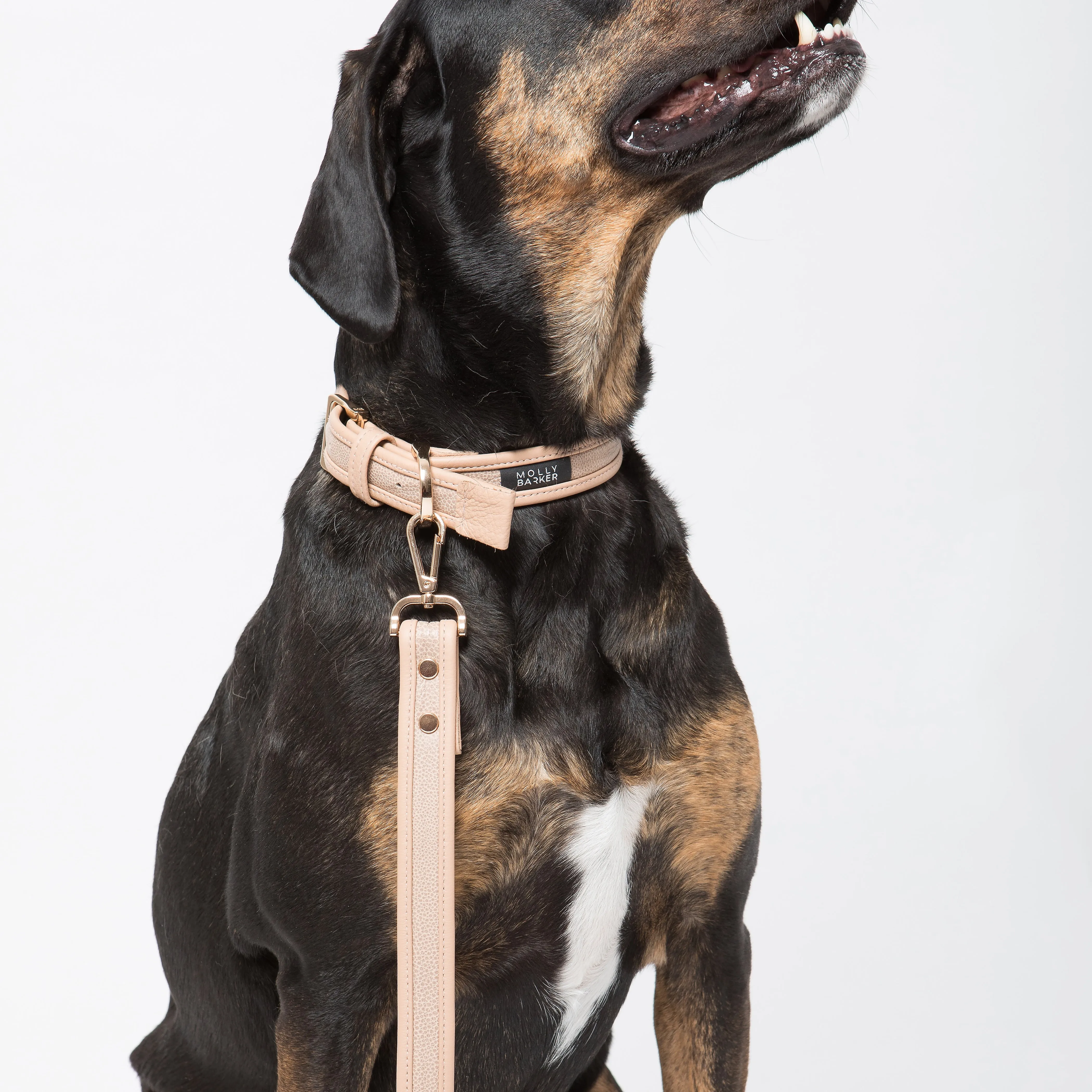 Sasha Dog Collar